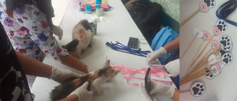 Estudiantes de Tecnolog&iacute;a M&eacute;dica realizan desparasitaci&oacute;n de gatos en su sede local