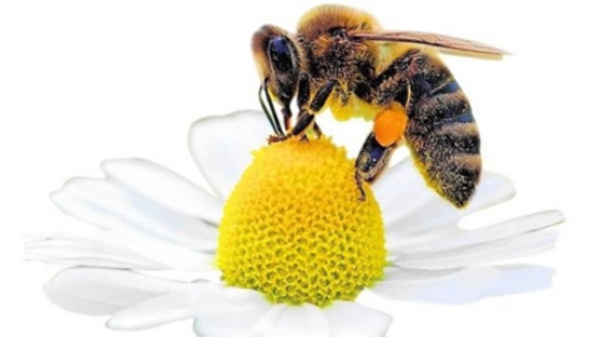 La abeja melífera y su uso como bioindicadora