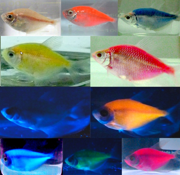 Presencia de peces transgénicos ornamentales en el Perú